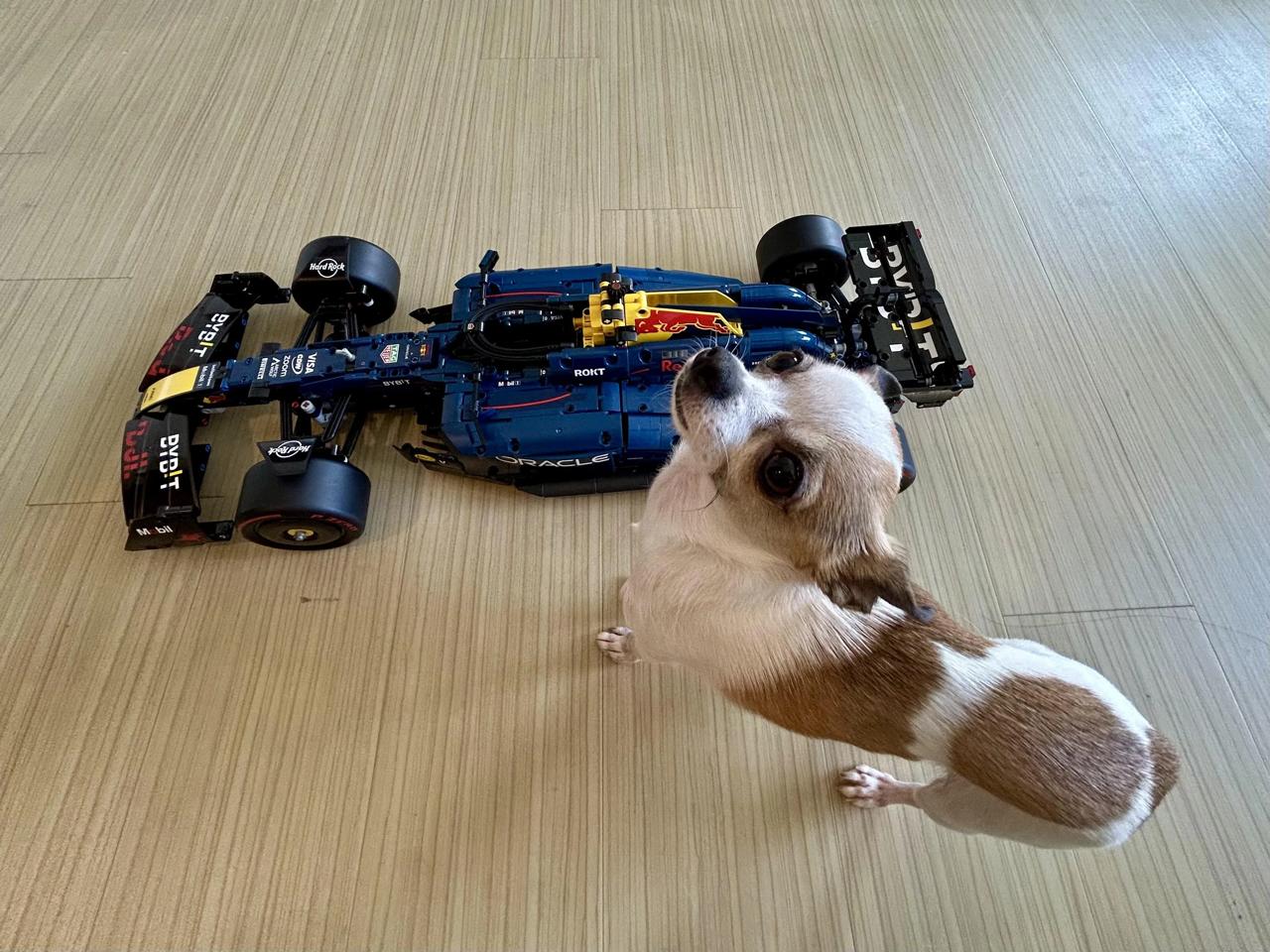 SET DE CONSTRUCCION ORACLE REDBULL